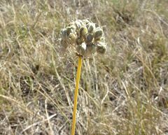 Allium strictum