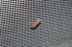 Bostrichidae