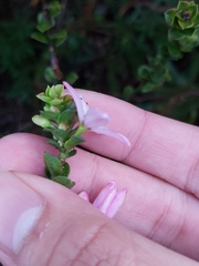 Philotheca buxifolia
