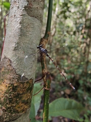 Podolestes atomarius