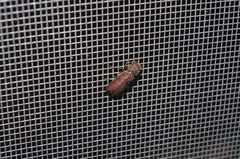 Bostrichidae