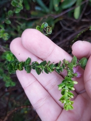 Philotheca buxifolia