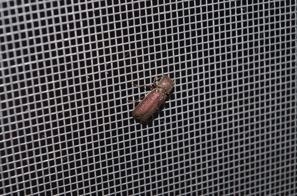 Bostrichid beetle