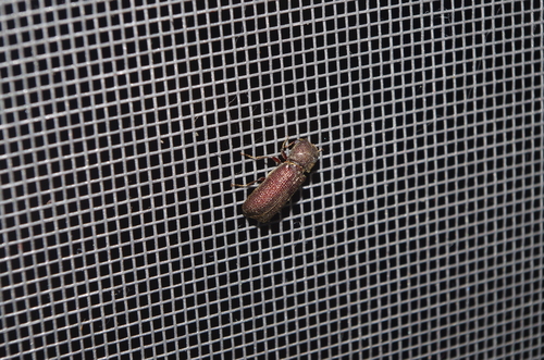 Bostrichid beetle