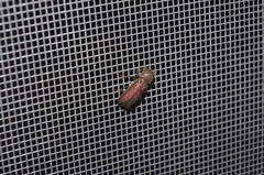 Bostrichidae