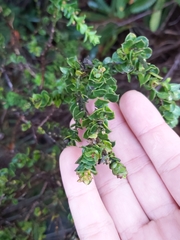 Philotheca buxifolia