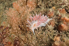 Coryphella monicae