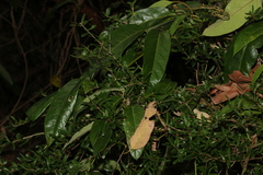 Pittosporum viscidum