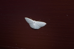 Sterrhinae