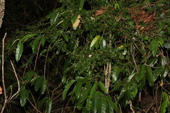 Pittosporum viscidum