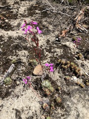 Stylidium lineare