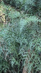 Calocedrus formosana