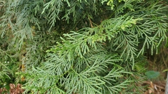 Calocedrus formosana