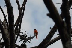 Pericrocotus solaris