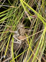 Hetrodes pupus
