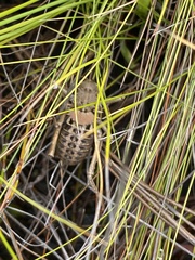 Hetrodes pupus