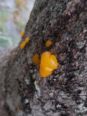Tremellomycetes