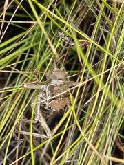 Hetrodes pupus