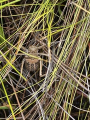 Hetrodes pupus