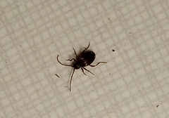 Ptinus