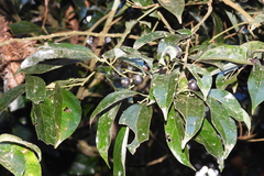 Cryptocarya chinensis