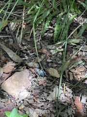 Euastacus woiwuru