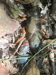 Euastacus woiwuru