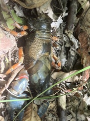 Euastacus woiwuru