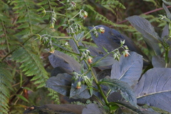 Trichodesma calycosum