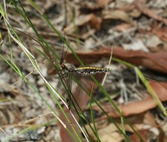 Suhpalacsa subtrahens