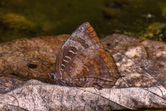 Arhopala centaurus pirama
