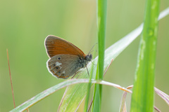 Coenonympha glycerion
