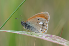 Coenonympha glycerion