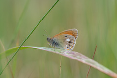 Coenonympha glycerion