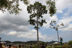 Dipterocarpus