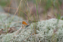 Coenonympha glycerion