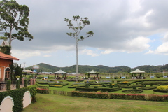 Dipterocarpus