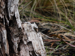 Calliphora tasmaniae