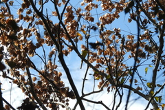 Pericrocotus solaris