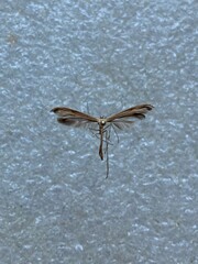 Stenoptilia bipunctidactyla