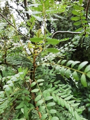 Sophora tetraptera
