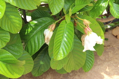 Beaumontia grandiflora