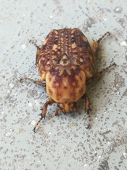 Porphyronota hebraea