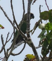 Poicephalus cryptoxanthus tanganyikae