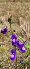 Utricularia reticulata