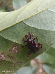 Heterapoderus sulcicollis