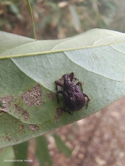 Heterapoderus sulcicollis