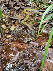 Xenelaphis hexagonotus