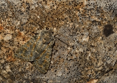 Polymixis rufocincta