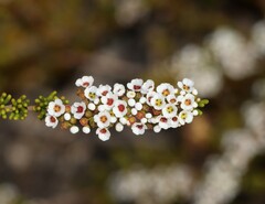Babingtonia triandra